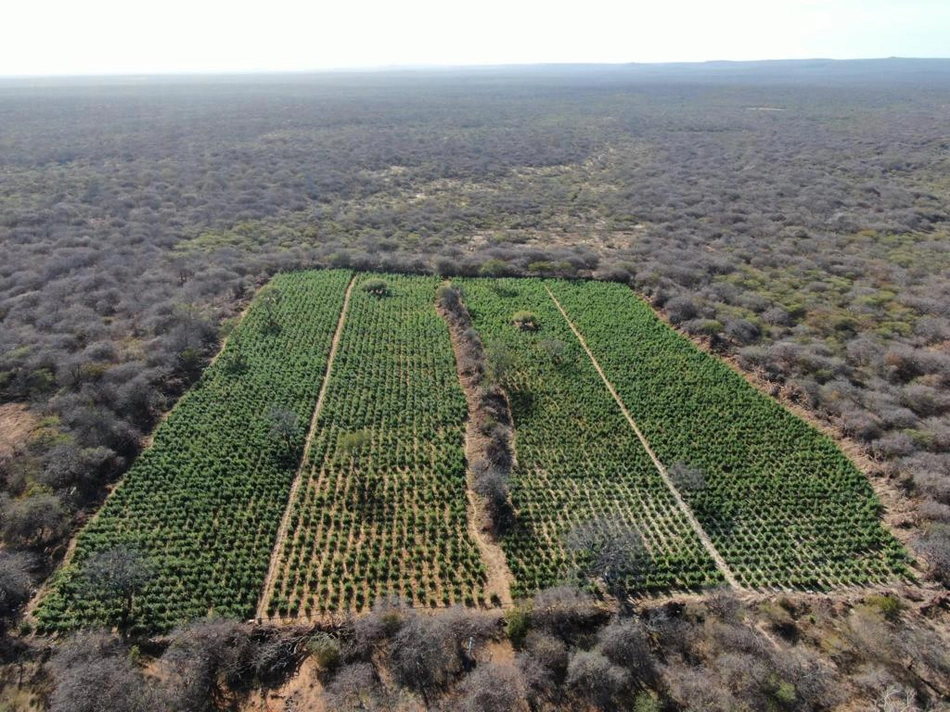 Hectares de maconha encontrados pela PM