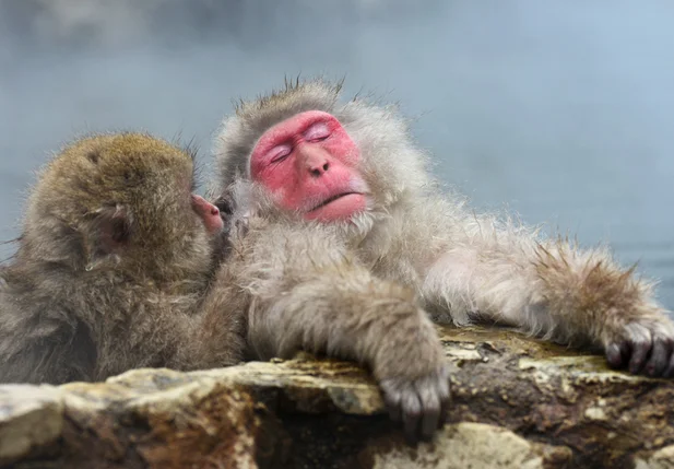 Macacos no Japão