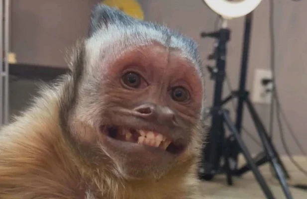 Maior celebridade entre os macacos na web, George morreu em junho de 2021 por complicações com anestesia em procedimento cirúrgico.