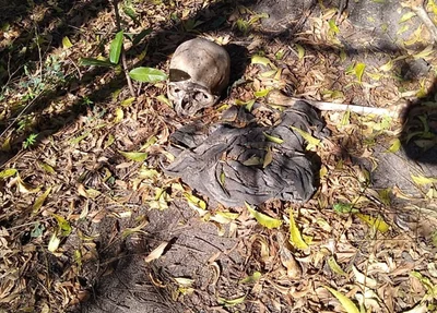 Ossada humana é encontrada em matagal no bairro Pedra Mole