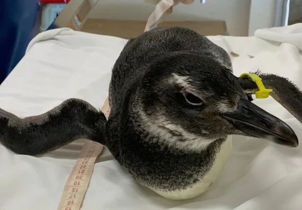Pinguim resgatado no litoral norte de São Paulo