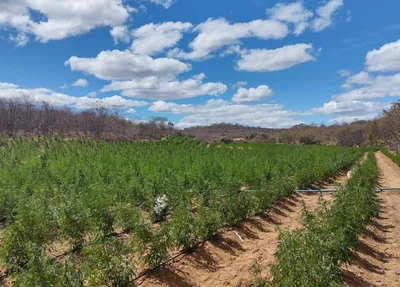 Plantação com mais de 8 mil pés de maconha
