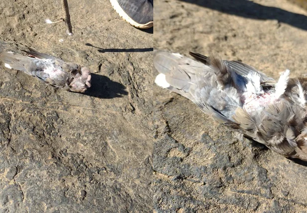 A causa das mortes ainda é um mistério