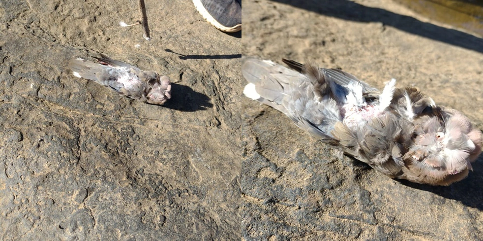 A causa das mortes ainda é um mistério
