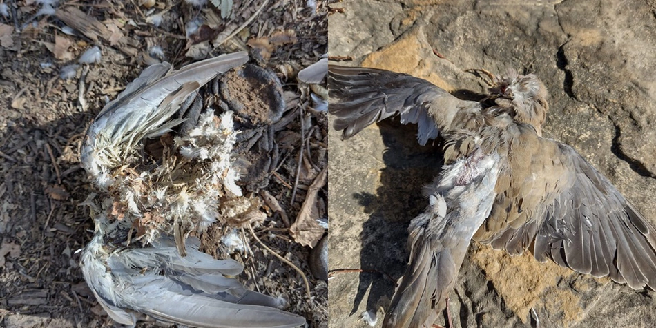 Aves encontradas mortas no Piauí
