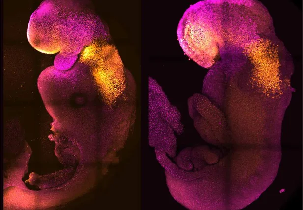 Cientistas criam embrião sintético de rato com coração pulsante