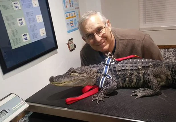 Henney lida com jacarés com cautela há anos e disse que percebeu desde o primeiro dia que WallyGator era diferente