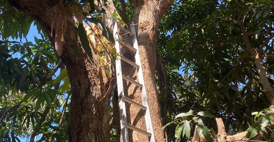 Idoso cair de árvore na zona leste de Teresina