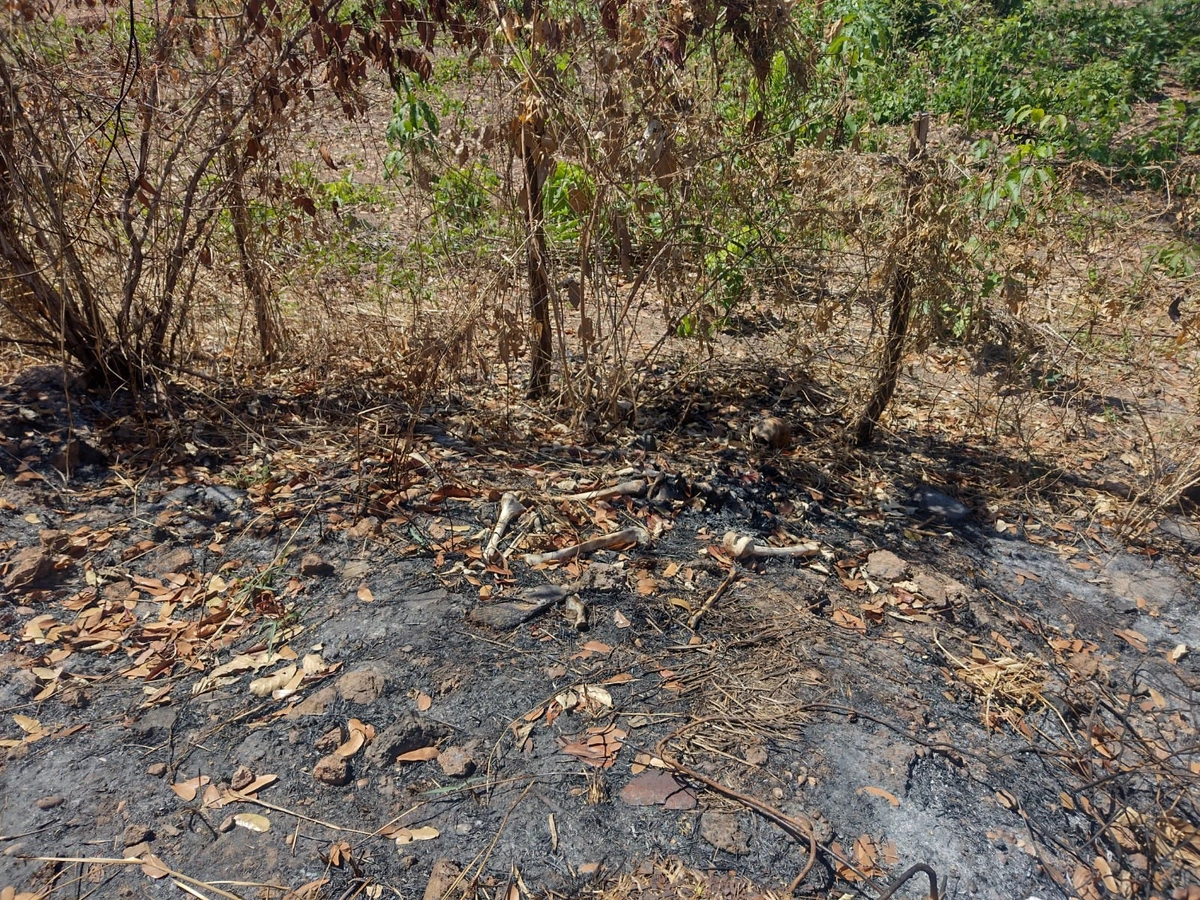 Ossada foi encontrada em área de mata