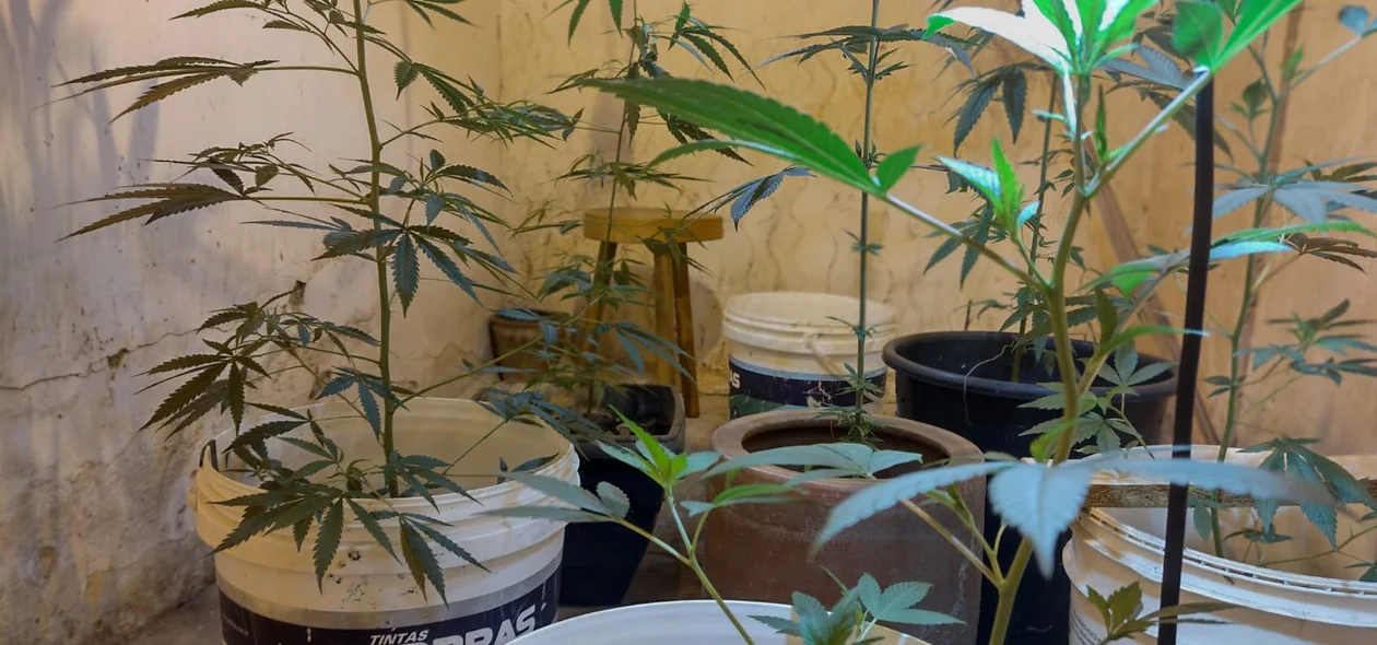 Pés de maconha apreendidos