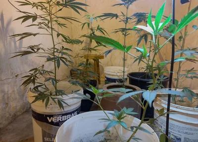 Pés de maconha apreendidos