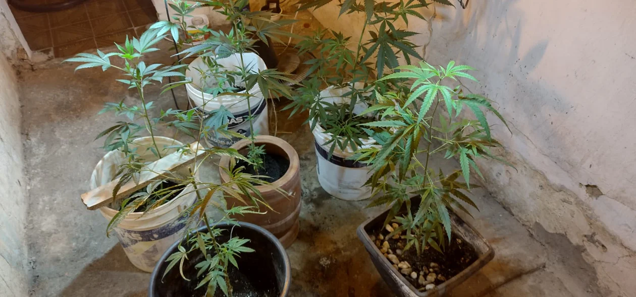 Pés de maconha estavam em estufa
