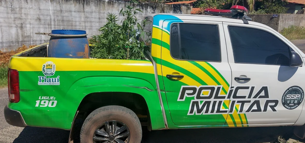 Pés de maconha foram apreendidos pela Força Tarefa