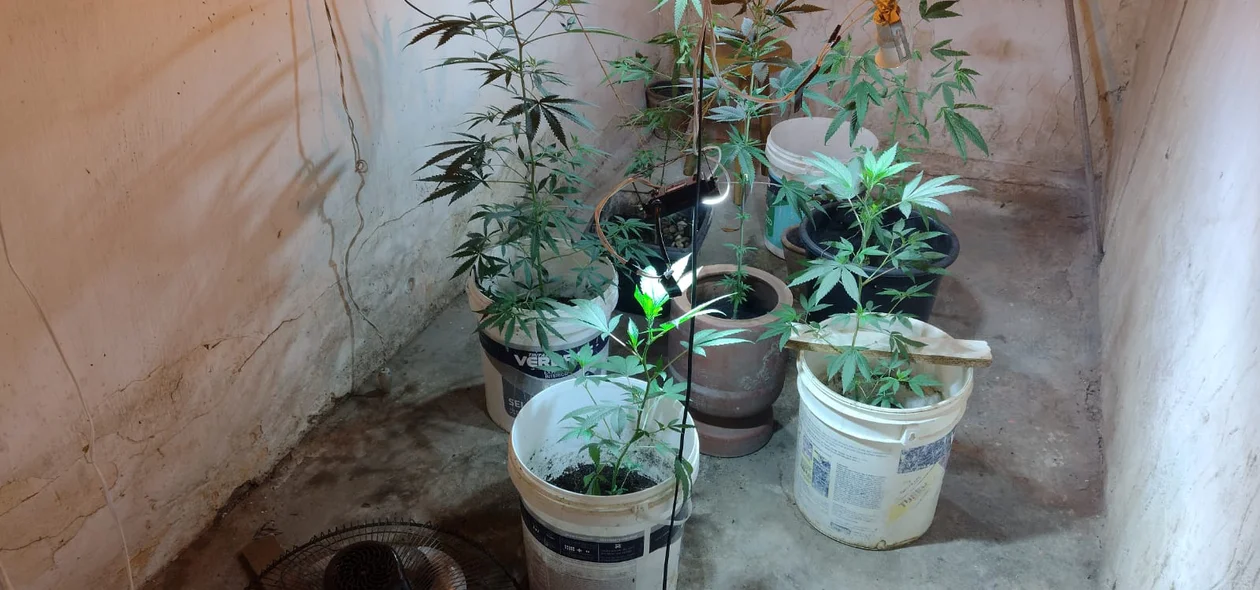 Pés de maconha