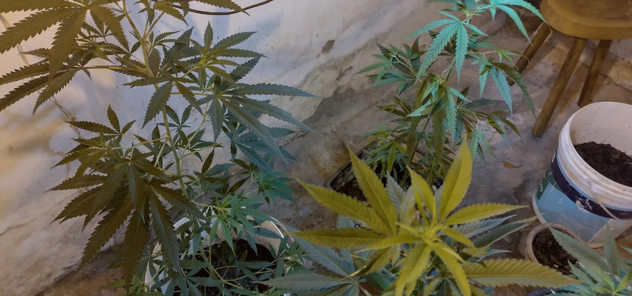 Plantação de maconha