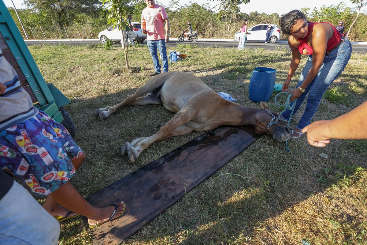 Reboque com cavalos se desprende de caminhonete em Teresina