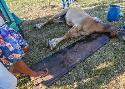 Reboque com cavalos se desprende de caminhonete em Teresina