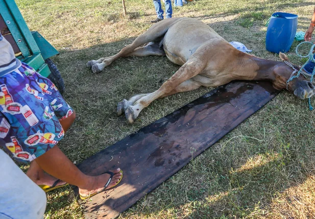 Reboque com cavalos se desprende de caminhonete em Teresina