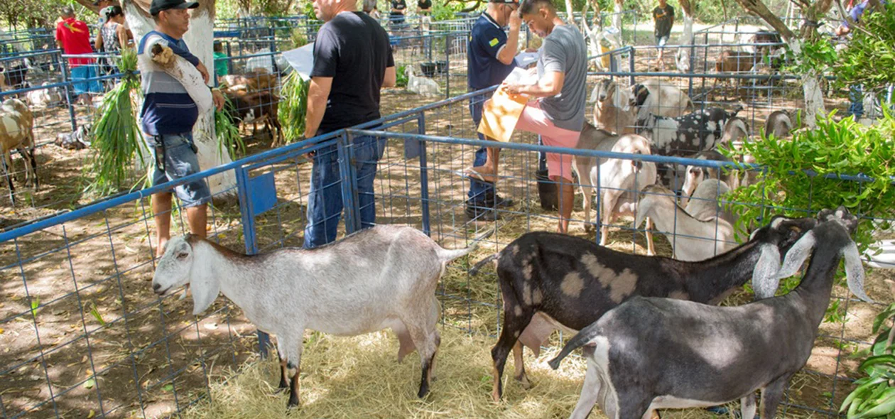 XIII Expofeira de Caprinos e Ovinos