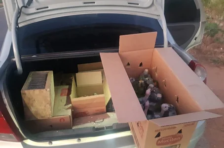 Aves encontradas no carro do acusado