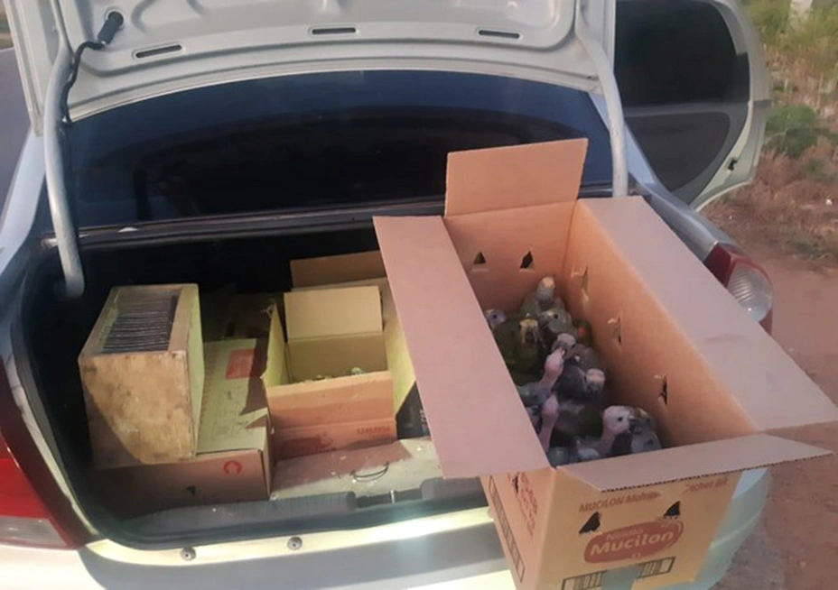 Aves encontradas no carro do acusado