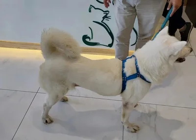 Cachorro deu entrada no HVU da UFPI em Teresina