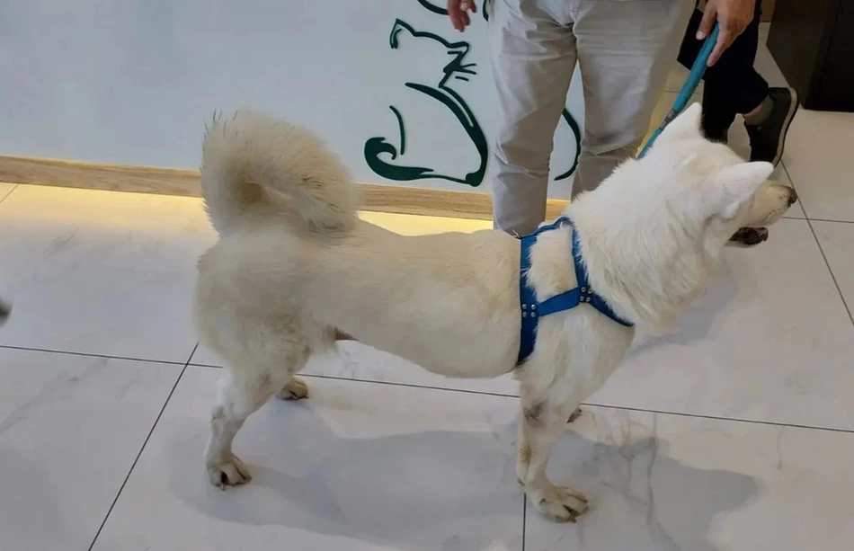 Cachorro deu entrada no HVU da UFPI em Teresina