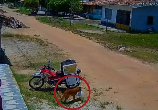 Cachorro furtando pedido de motoboy no Pará