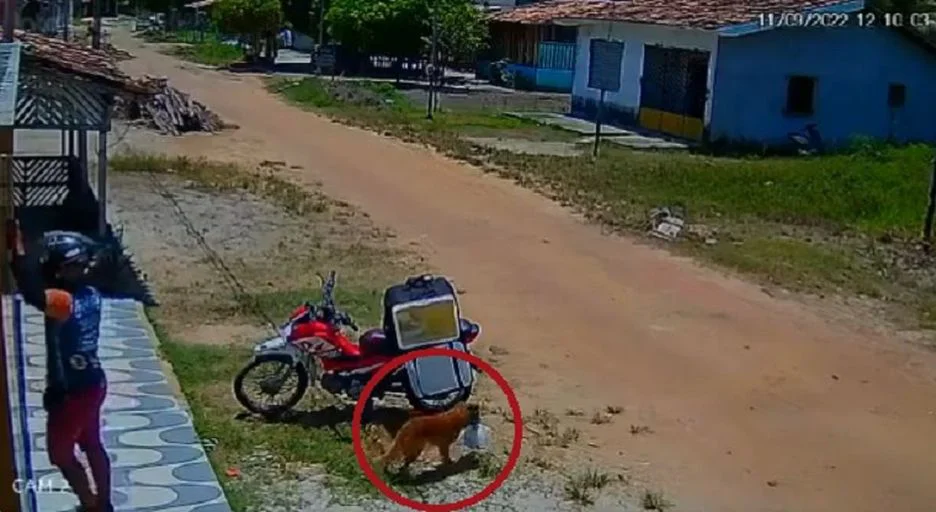 Cachorro furtando pedido de motoboy no Pará