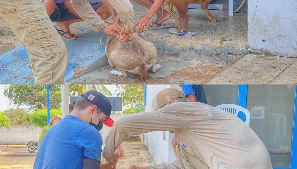 Campanha de vacinação antirrábica