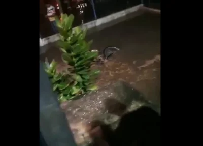Fatalidade no Porto Alegre