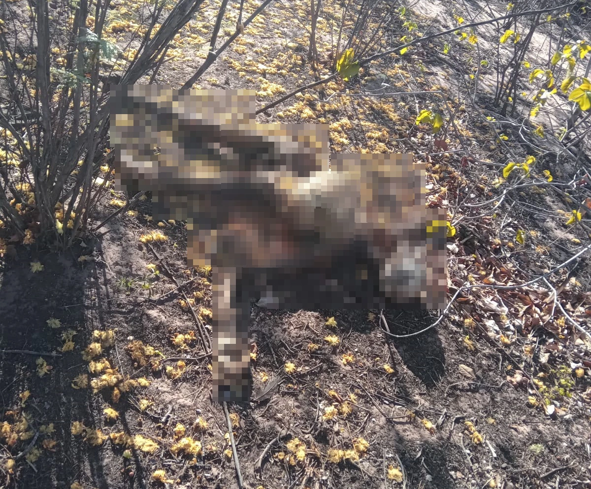 Ossada humana é encontrada em matagal entre Inhuma e Valença do Piauí