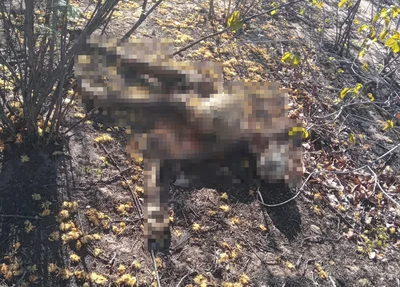 Ossada humana é encontrada em matagal entre Inhuma e Valença do Piauí