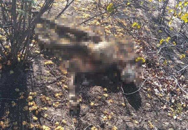Ossada humana é encontrada em matagal entre Inhuma e Valença do Piauí