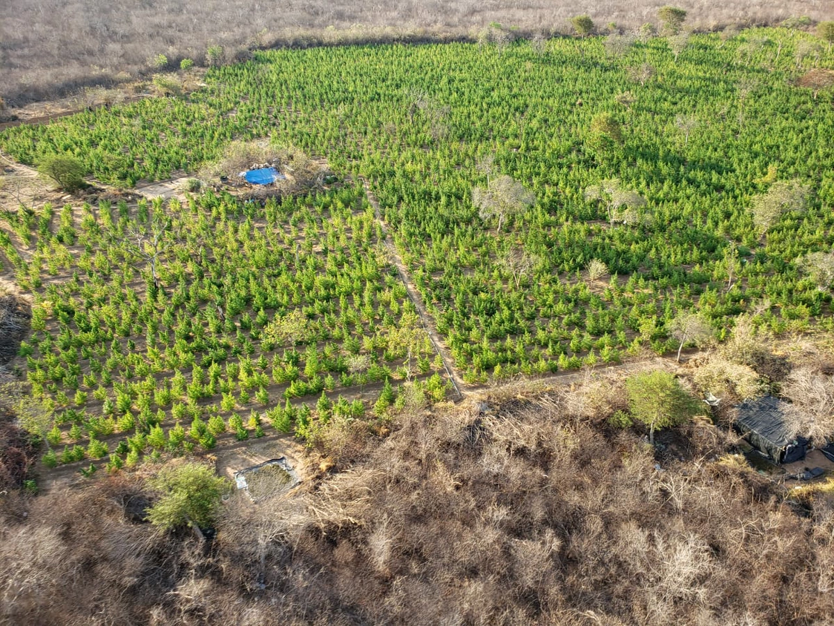 Plantação de maconha encontrada em Campinas do Piauí