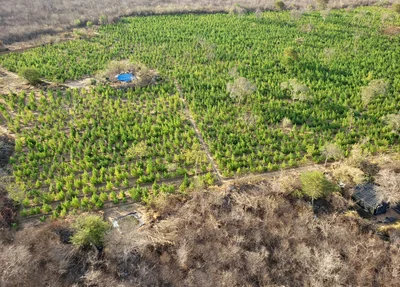 Plantação de maconha encontrada em Campinas do Piauí
