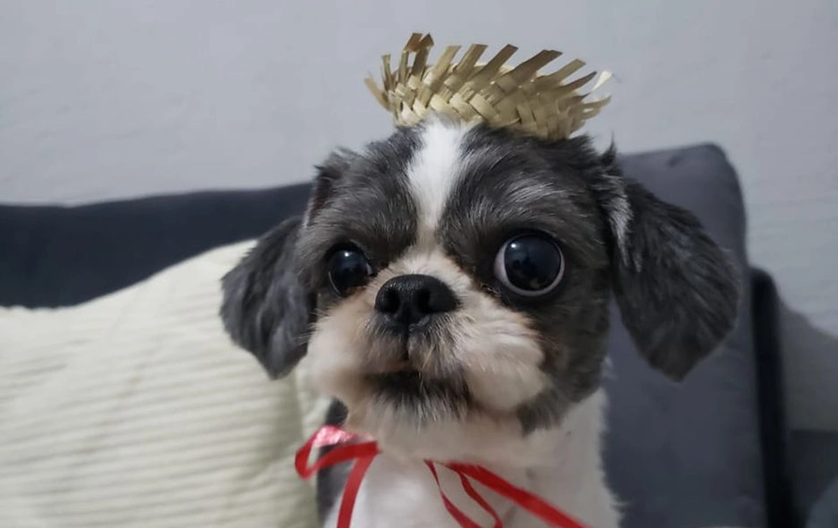 Polícia investiga intoxicação de cachorros por petisco