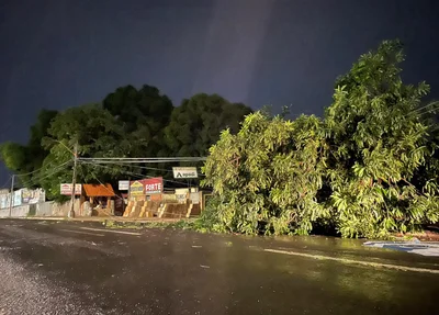 Árvore caiu ao lado de depósito de materiais de construção