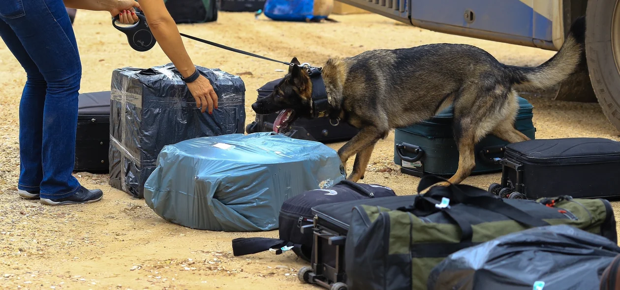 Cão farejador durante operação da Polícia Civil