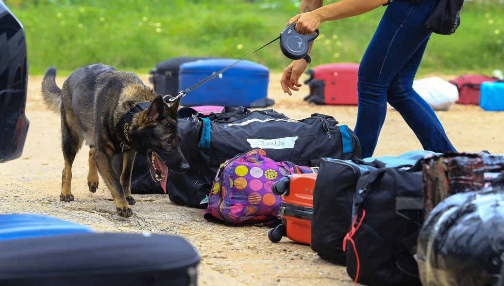 Cão farejador encontra armas e drogas nas malas durante operação