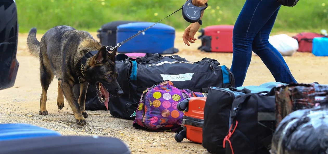 Cão farejador encontra armas e drogas nas malas durante operação