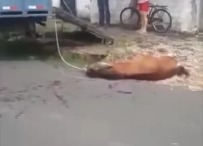 Cavalo agonizou até a morte em Teresina
