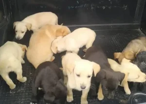 Filhotes de cachorros são resgatados por PMs em São Paulo