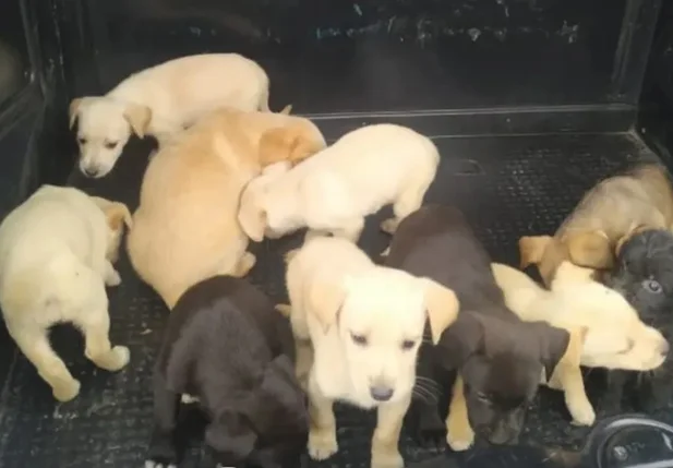 Filhotes de cachorros são resgatados por PMs em São Paulo