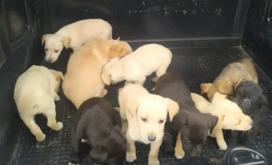 Filhotes de cachorros são resgatados por PMs em São Paulo