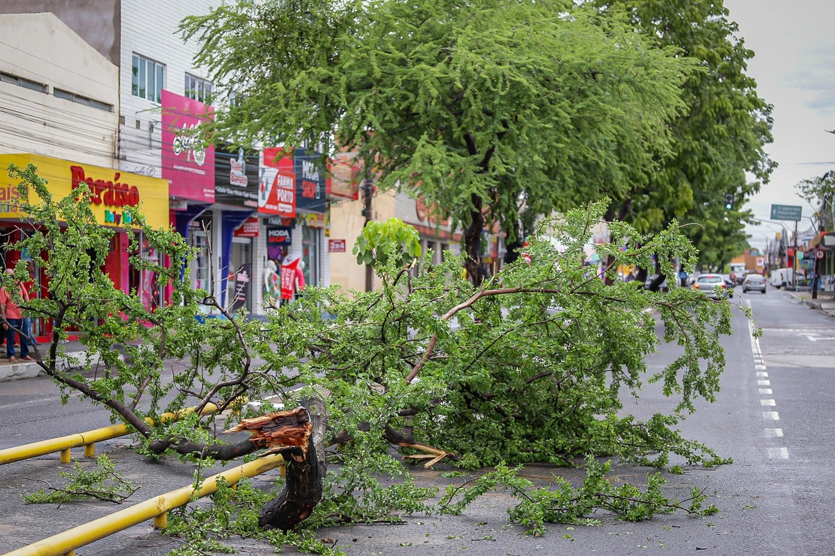 Galho de árvore caído na Avenida principal do Dirceu