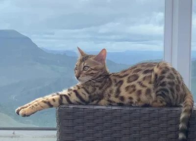 Gata bengal foi confundida com uma jaguatirica