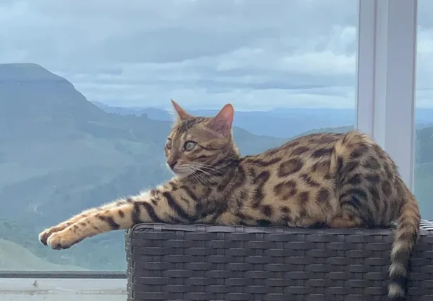 Gata bengal foi confundida com uma jaguatirica