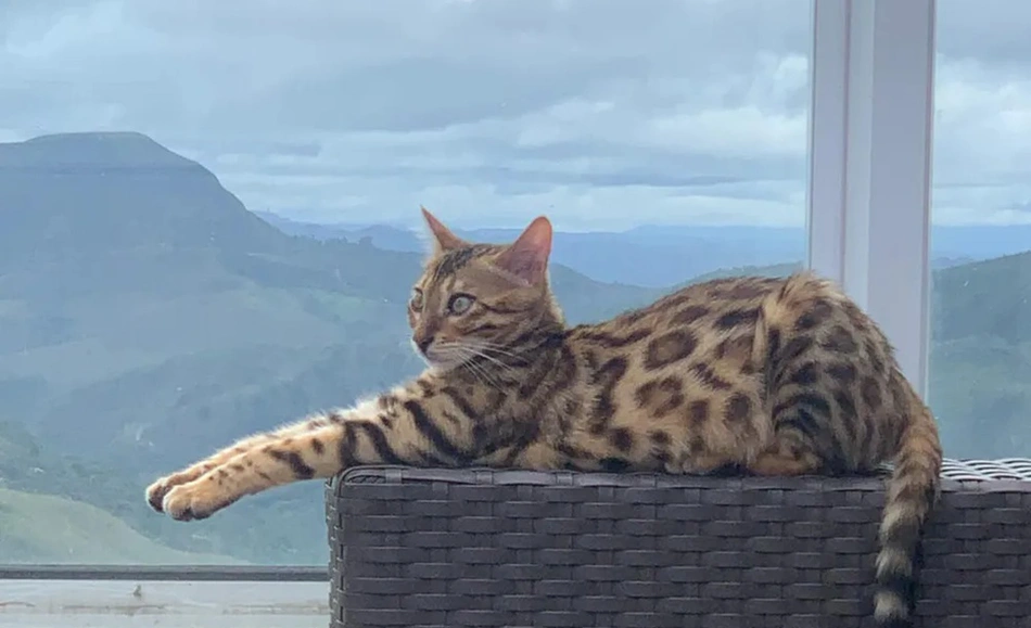 Gata bengal foi confundida com uma jaguatirica