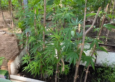 Plantação de maconha em Floriano